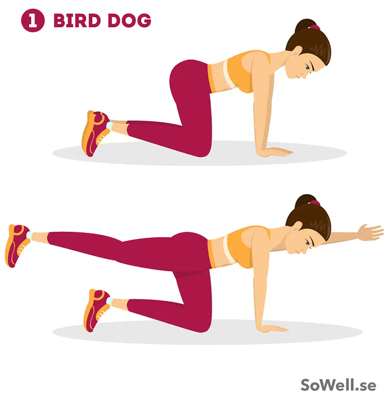 Tjej som gör övningen Bird Dog som är en effektiv övning för att träna rygg hemma.